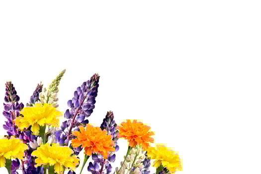Blue lupines beautiful flowers on a white background photo