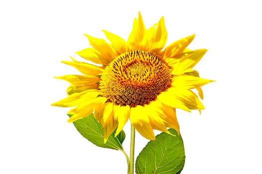 colorful sunflower isolated on a white background photo