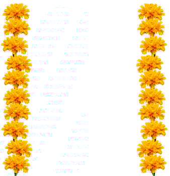bright colorful flowers marigolds isolated on white background photo