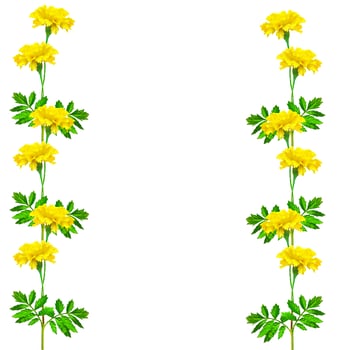 bright colorful flowers marigolds isolated on white background photo