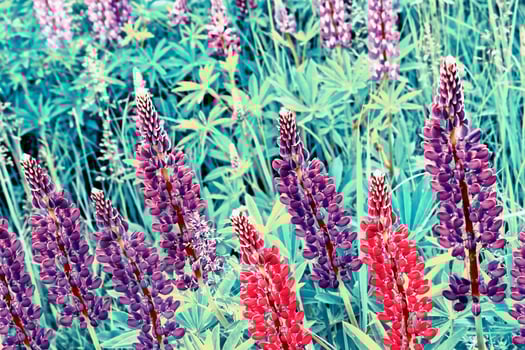 Summer landscape with beautiful bright lupine flowers photo