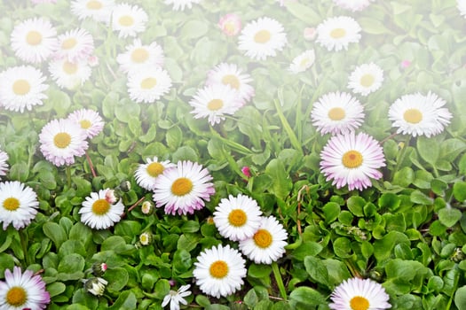 Wildflowers daisies. Camomiles in green grass, close up photo