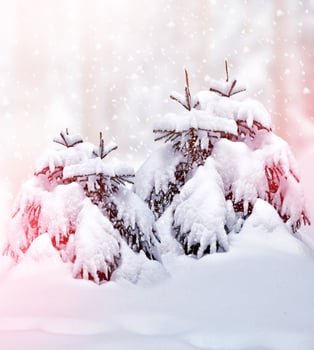 forest in the frost. Winter landscape. Snow covered trees. photo