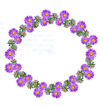Michaelmas daisy flowers isolated on white background photo