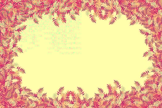 Colorful autumn foliage isolated on yellow background. Indian summer. photo