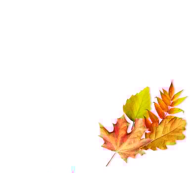 autumn leaves isolated on white background. photo