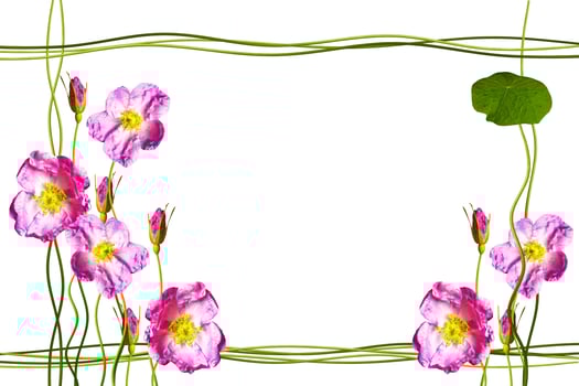 The buds of flowers roses. Holiday card photo