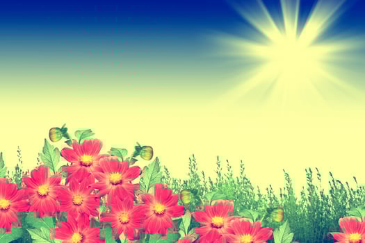 Colorful  flowers dahlia on the background of the summer landscape photo
