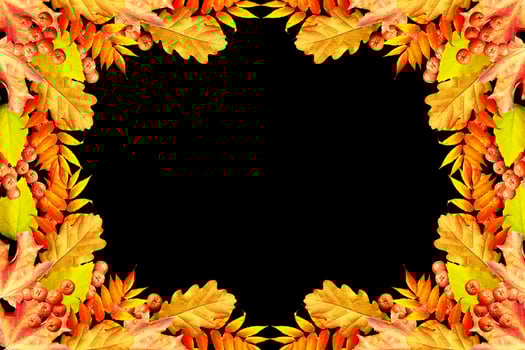 Colorful autumn foliage isolated on black background. Indian summer. photo