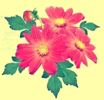 Flowers dahlias isolated on yellow background. photo
