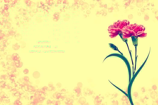 branch of beautiful flowers carnation photo