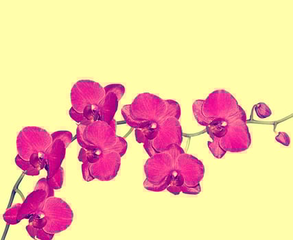 Orchid flower isolated on yellow background photo