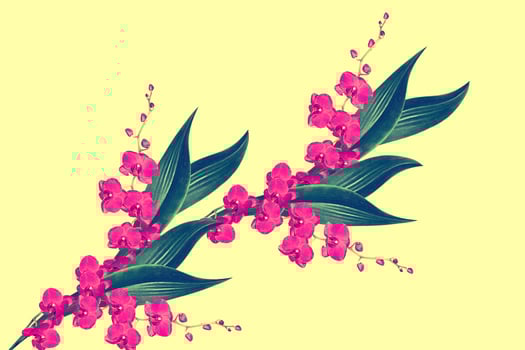 Orchid flower isolated on yellow background photo