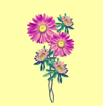 Michaelmas daisy flowers isolated on yellow background photo