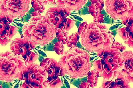 colorful bright carnation flowers isolated on a yellow background photo