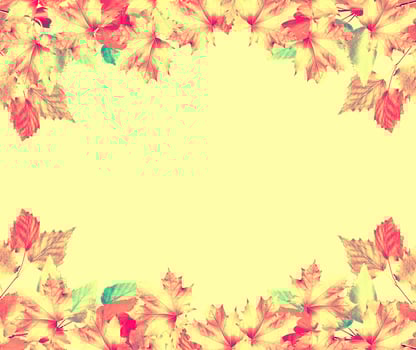 autumn leaves isolated on yellow background. photo