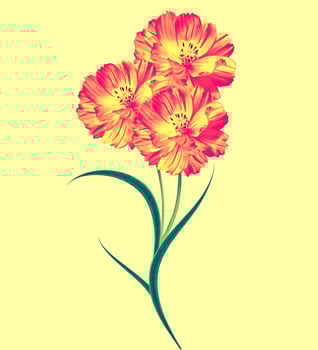 Cosmos flowers isolated on yellow background photo