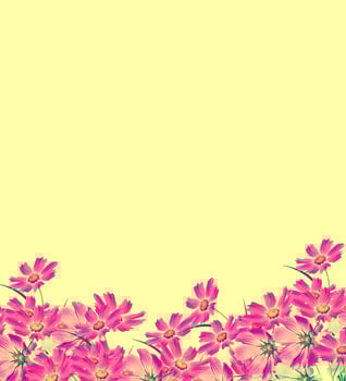 Cosmos flowers isolated on yellow background. photo