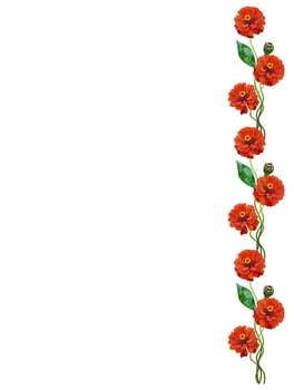 Autumn flowers zinnias isolated on white background photo