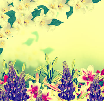 White jasmine flower. photo