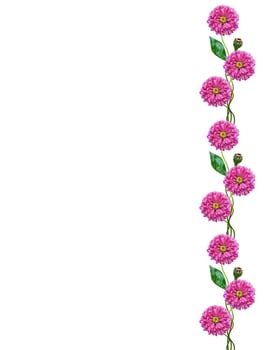 Autumn flowers zinnias isolated on white background photo