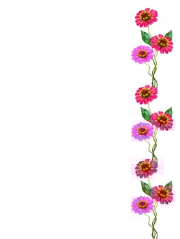 Autumn flowers zinnias isolated on white background photo