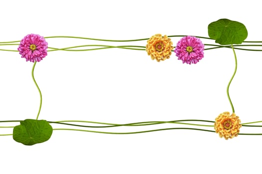 Autumn flowers zinnias isolated on white background photo