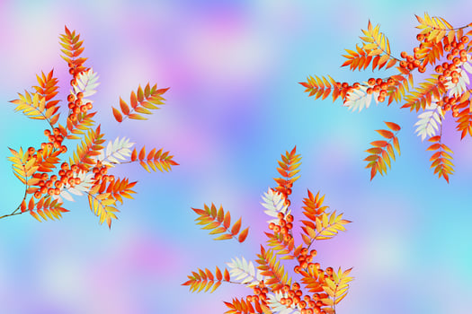 Autumn landscape. Beautiful  leaves. Colorful trees photo
