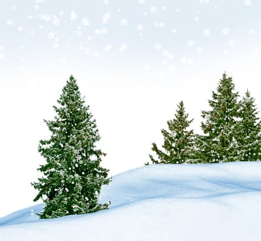 forest in the frost. Winter landscape. Snow covered trees. photo