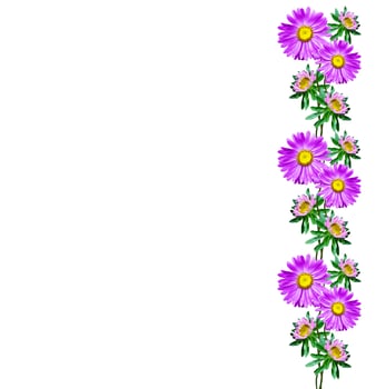 Michaelmas daisy flowers isolated on white background photo