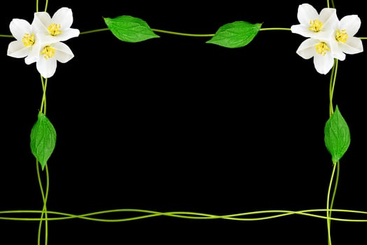 branch of jasmine flowers isolated on black background. spring photo