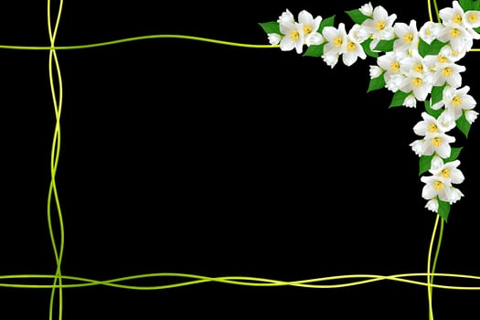 branch of jasmine flowers isolated on black background. spring photo