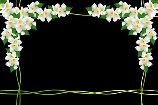 branch of jasmine flowers isolated on black background. spring photo