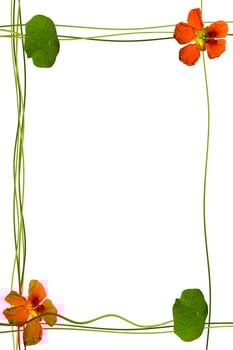 nasturtium flowers isolated on white background. Summer photo