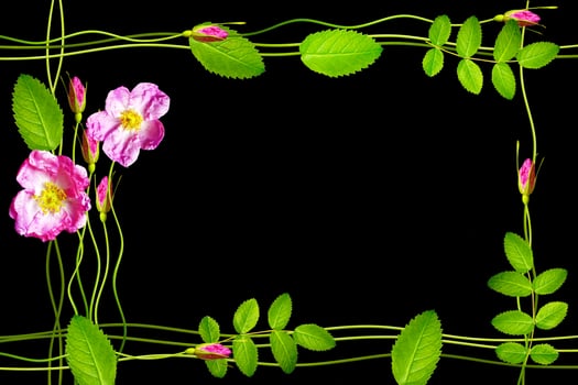 The buds of flowers roses. Holiday card photo