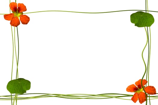 nasturtium flowers isolated on white background. Summer photo