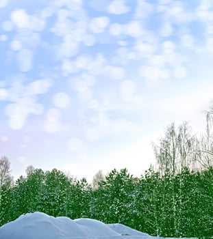 woods. Winter landscape. Snow covered trees. christmas background photo