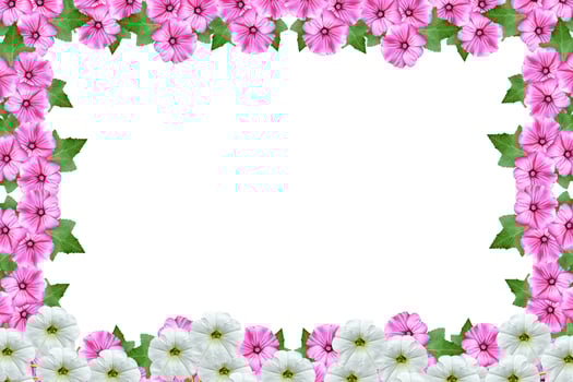lavatera  isolated on white background. bright flower photo
