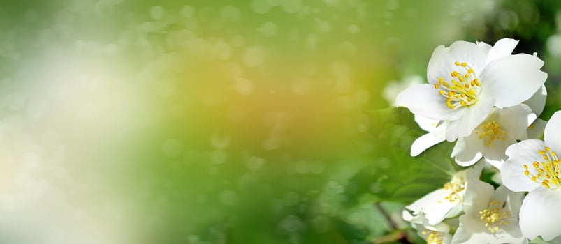 Spring landscape with delicate jasmine flowers photo