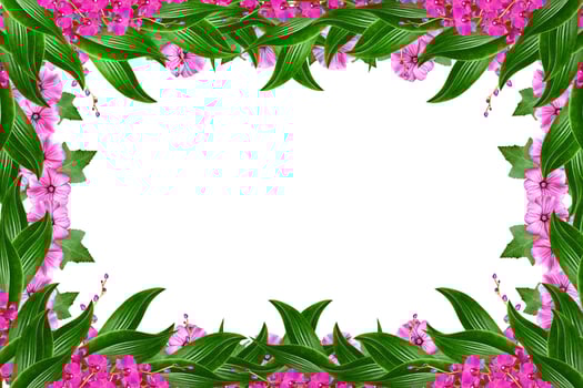 Orchid flower isolated on white background. photo