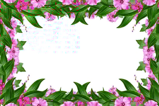 Orchid flower isolated on white background. photo