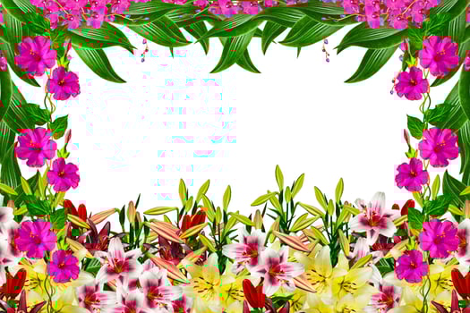 Orchid flower isolated on white background. photo