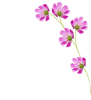 Cosmos flowers isolated on white background. photo