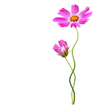 Cosmos flowers isolated on white background. photo