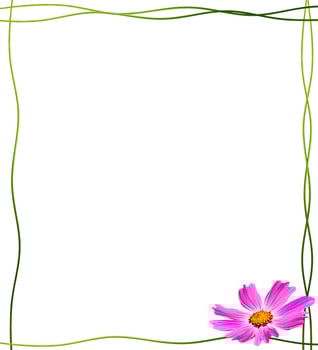 Cosmos flowers isolated on white background. photo