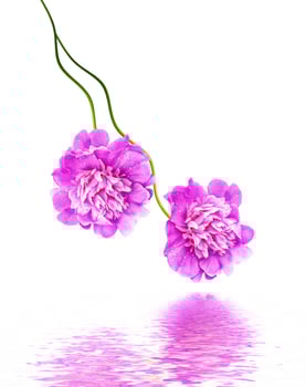peony flowers isolated on white background photo