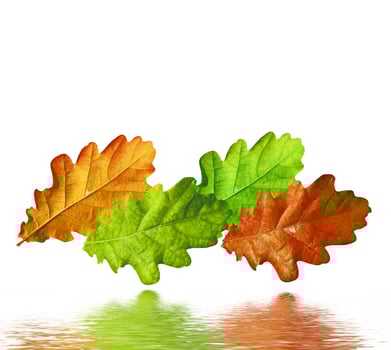 autumn leaves isolated on white background. photo