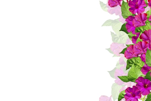 Autumn beautiful colorful morning glory flowers isolated on white background photo