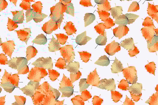 autumn leaves isolated on white background. photo