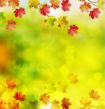 Autumn landscape. Beautiful  leaves. Colorful trees photo